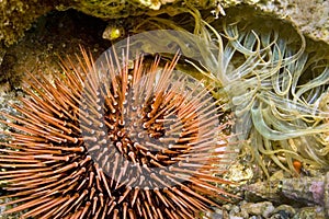 Common Sea Urchin, Cabo Cope Puntas del Calnegre Natural Park, Spain photo