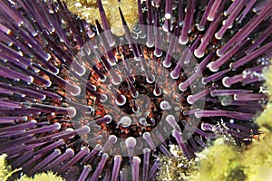 Common Sea Urchin, Cabo Cope Puntas del Calnegre Natural Park, Spain photo