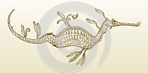 Common seadragon or weedy seadragon (phyllopteryx taeniolatus) in profile view on a yellowish-brown gradient background photo