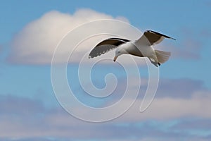 Common seagull flying on the coast of the Deseado ria