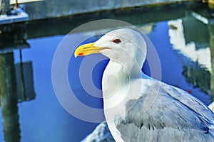 Common Seagull Granville Island Vancouver British Columbia Canad photo