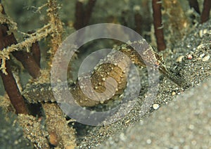 Common seahorse - Hyppocampus taeniopterus