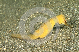 Common seahorse - Hyppocampus taeniopterus