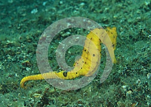 Common seahorse - Hyppocampus taeniopterus