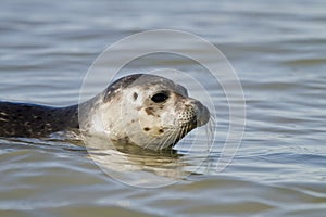 Common seal