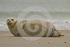 Common seal