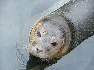 Common seal