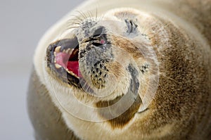 Common Seal