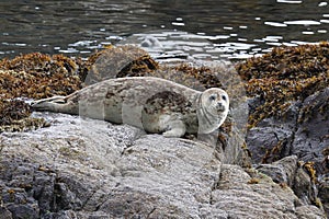 Common seal basking on rocks during the summer