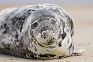 Common Seal on the beach.