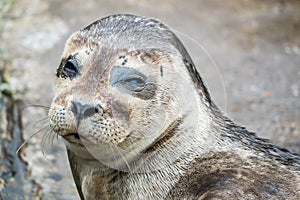 Common seal close up photo