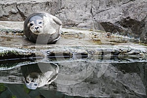 Common seal close up photo