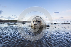 Common Seal, Gewone Zeehond, Phoca vitulina