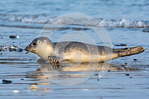 Common seal known also as Harbour seal, Hair seal or Spotted seal (Phoca vitulina) lying on the beach