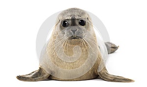 Common seal lying, facing, Phoca vitulina, 8 months old