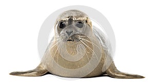Common seal lying, facing, Phoca vitulina, 8 months old photo