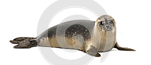 Common seal lying, looking away, Phoca vitulina, 8 months old photo