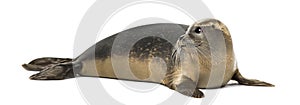 Common seal lying, looking away, Phoca vitulina, 8 months old photo