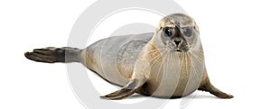 Common seal lying, looking at the camera, Phoca vitulina