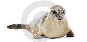 Common seal lying, looking at the camera, Phoca vitulina