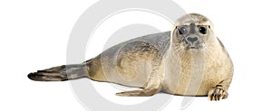 Common seal lying, looking at the camera, Phoca vitulina