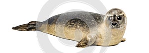 Common seal lying, Phoca vitulina, 8 months old, isolated