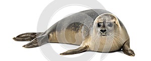 Common seal lying, Phoca vitulina, 8 months old, isolated photo