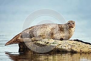 Common Seal lying on the rock