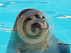 Common Seal (Phoca vitulina)