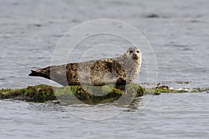 Common seal, Phoca vitulina