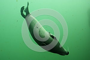 Common Seal - Phoca vitulina