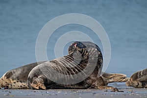 Common Seal Phoca vitulina lying on the beach, sea in background, Helgoland, Germany