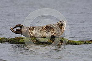 Common seal, Phoca vitulina