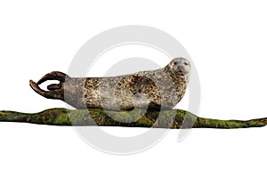 Common seal, Phoca vitulina