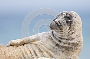 Common Seal Pose