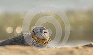 Common Seal pup on beach
