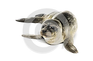 Common seal pup, isolated