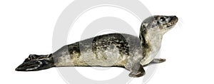 Common seal pup, isolated