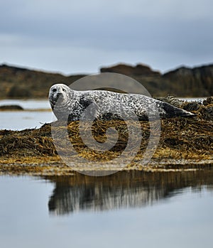 Common seal resting