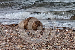 A common seal resting on the beach