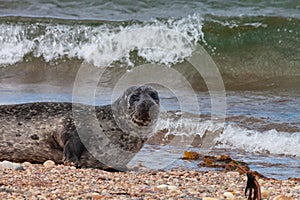 A common seal resting on the beach