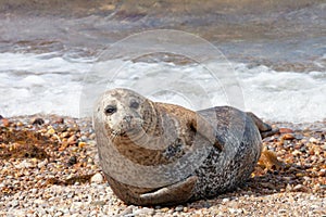 A common seal resting on the beach