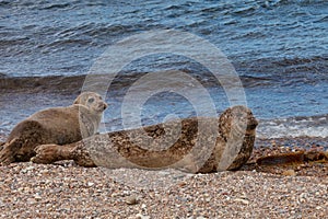 A common seal resting on the beach