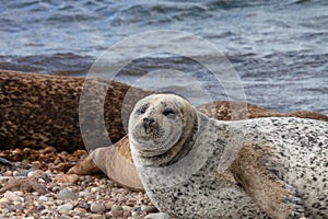 A common seal resting on the beach