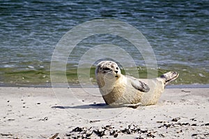 Common seal resting at the beach - Phoca vitulina