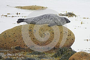 Common seal resting on a large rock