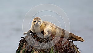 Common Seal resting on a rock