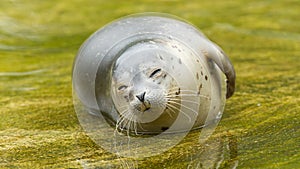 Common seal resting in the water