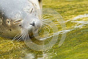 Common seal resting in the water