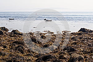 Common Seal on the shore of the Isle of Arran